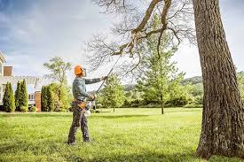 How Our Tree Care Process Works  in  Madison Heights, MI