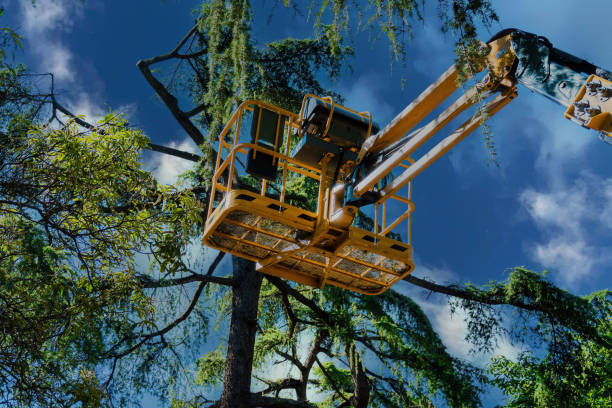 Trusted Madison Heights, MI Tree Services Experts